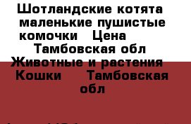 Шотландские котята ,маленькие пушистые комочки › Цена ­ 500 - Тамбовская обл. Животные и растения » Кошки   . Тамбовская обл.